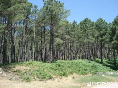 Pinares de Piedralaves; senderismo montaña burgos rutas de montaña nieve en la sierra de madrid